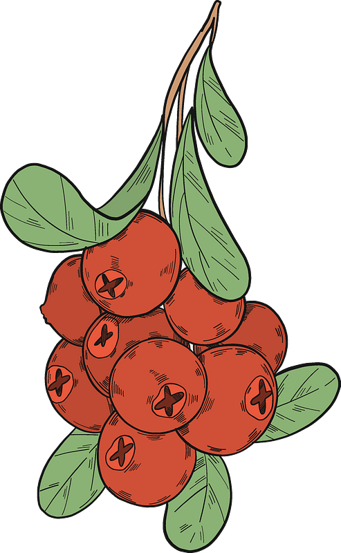 Hand Drawn Cranberries Illustration PNG Image