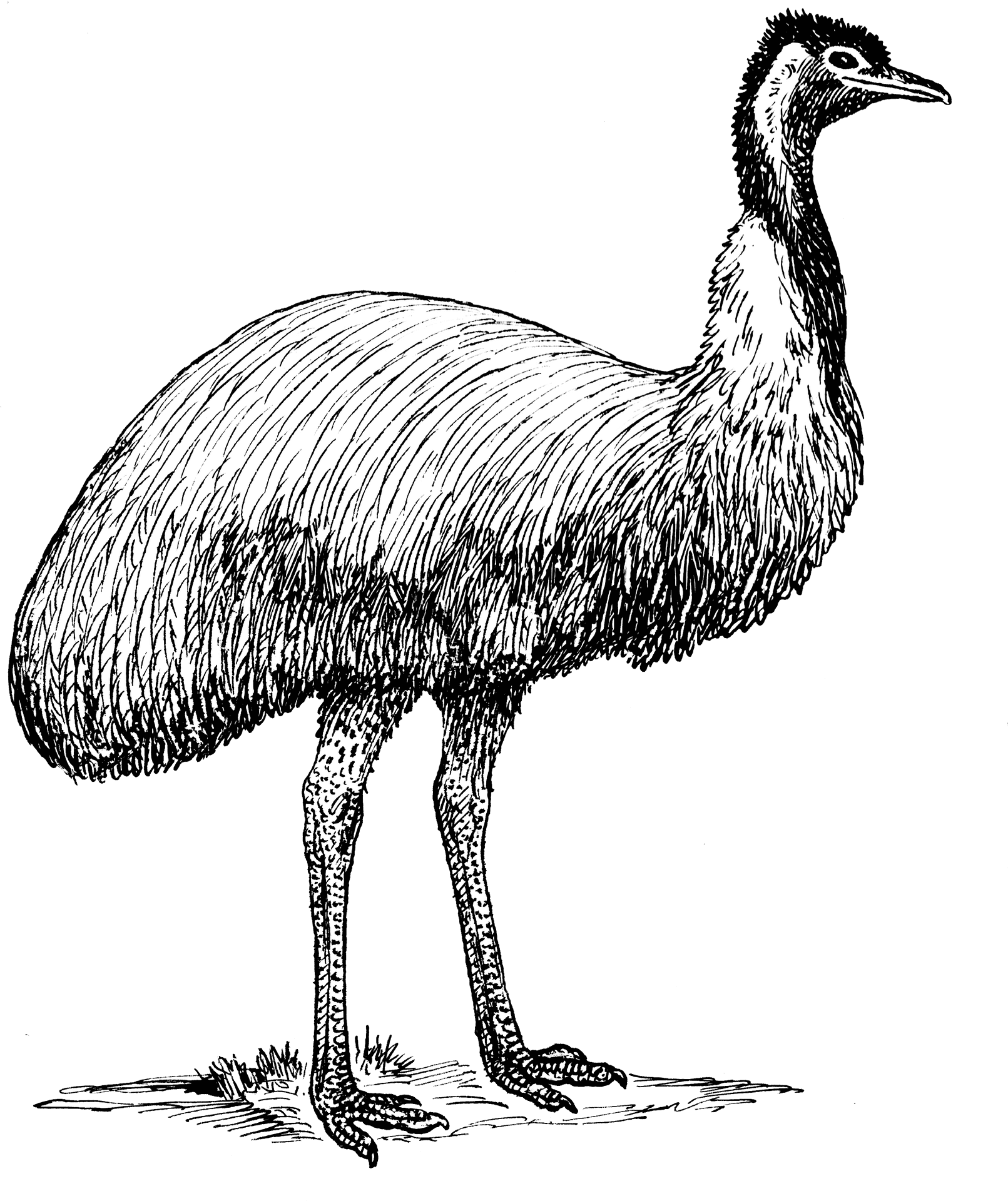 Hand Drawn Emu Illustration PNG Image