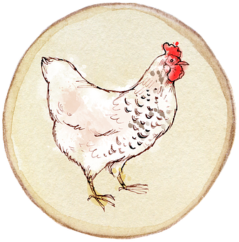 Hand Drawn Hen Illustration PNG Image