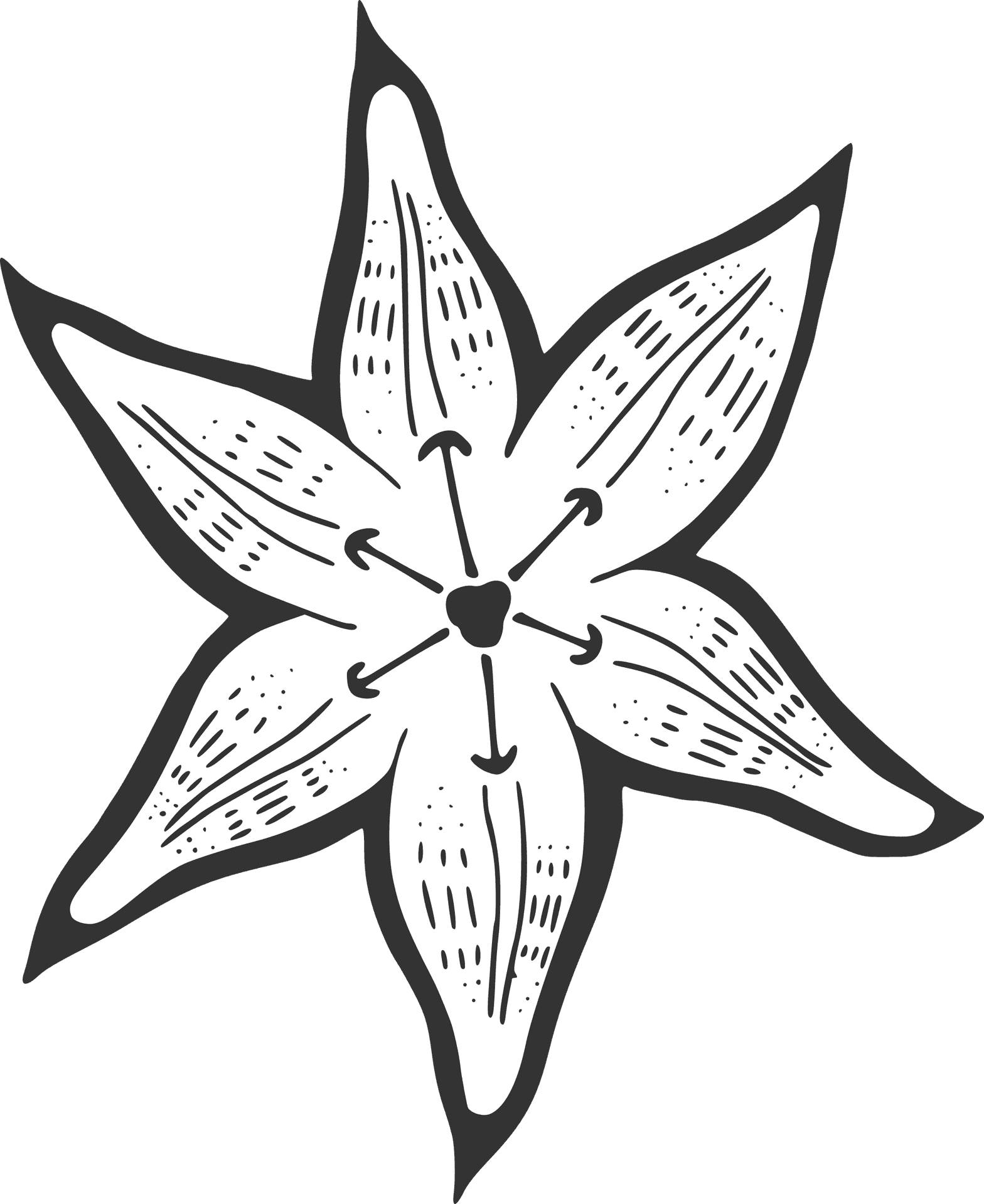 Hand Drawn Lily Flower Illustration PNG Image