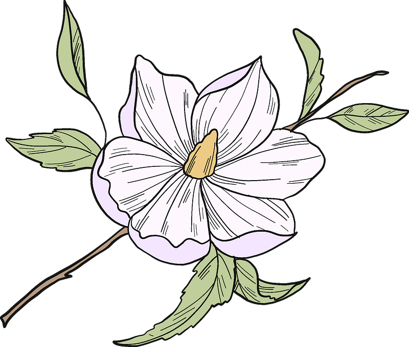 Hand Drawn Magnolia Flower Illustration PNG Image