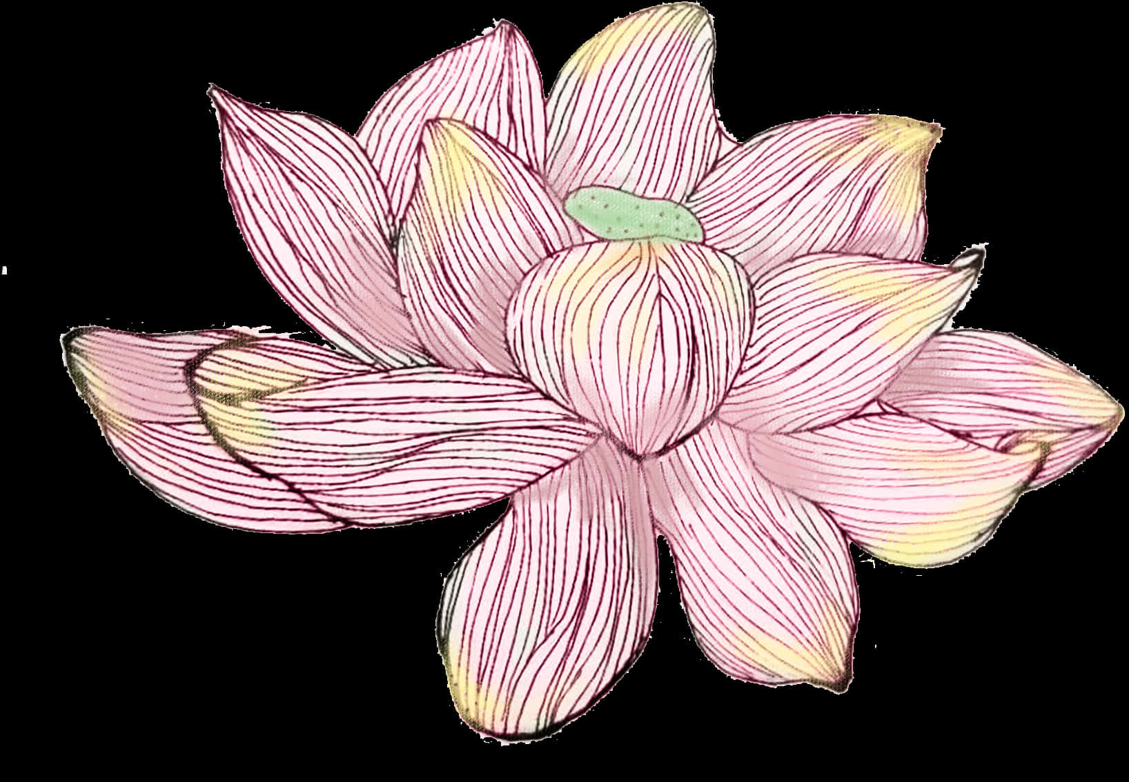 Hand Drawn Pink Lotus Flower PNG Image