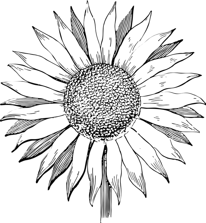 Hand Drawn Sunflower Vector Art PNG Image