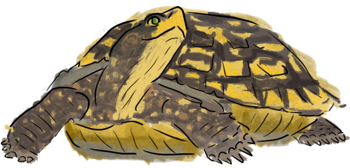 Hand Drawn Tortoise Illustration PNG Image