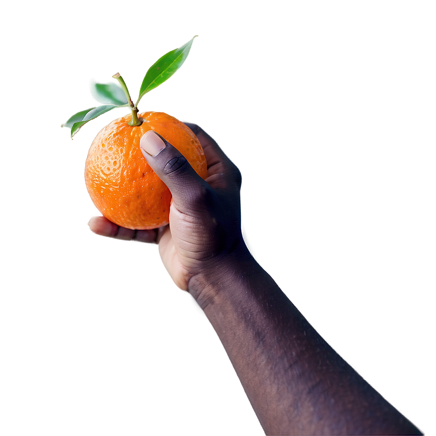 Hand Holding Mandarin Png Fkr9 PNG Image