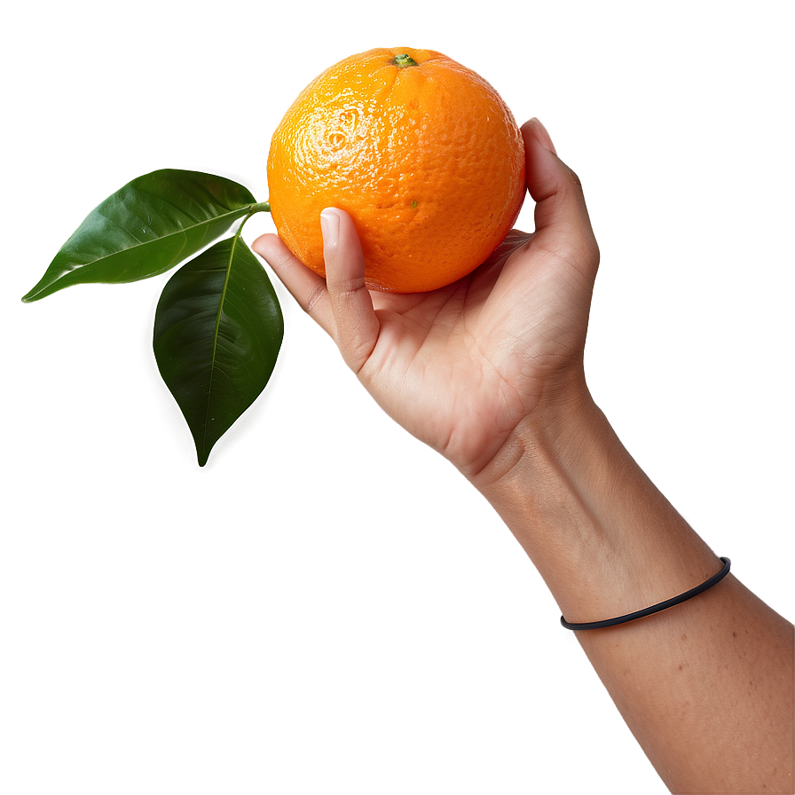 Hand Holding Orange Png Yxa36 PNG Image