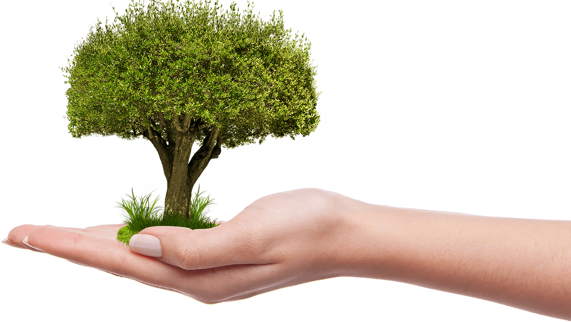 Hand Holding Tree Concept.png PNG Image