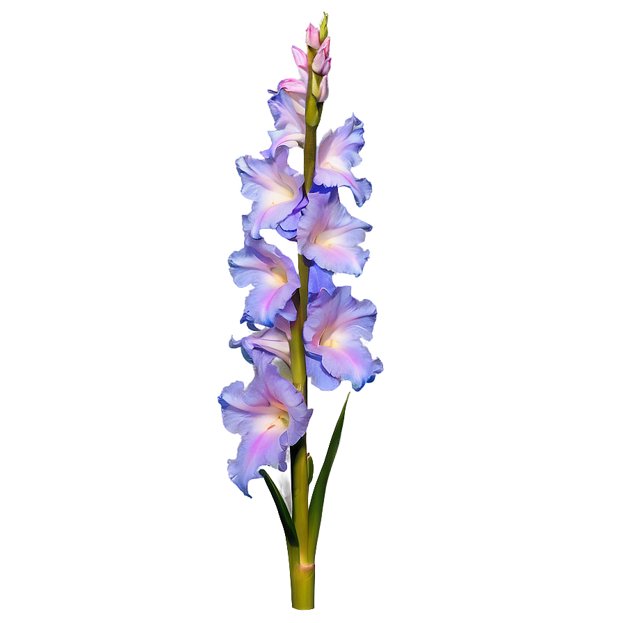 Hand-picked Gladiolus Png 06242024 PNG Image