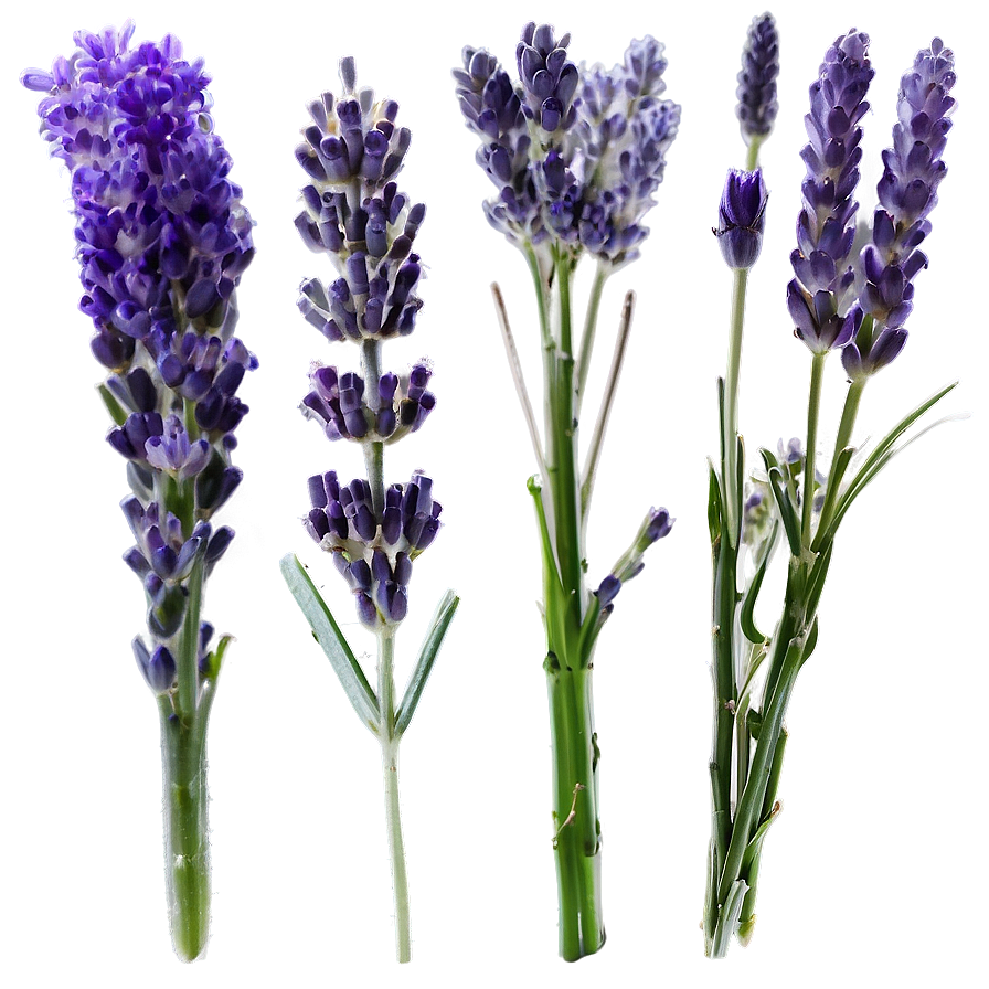 Hand-picked Lavender Png 54 PNG Image