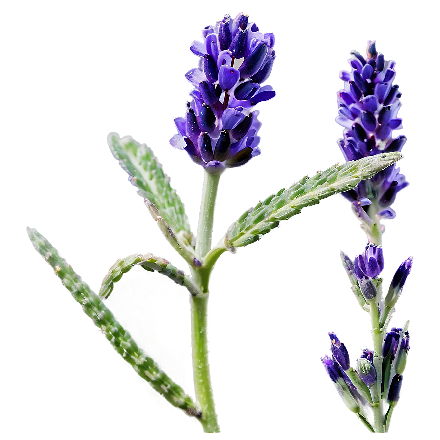 Hand-picked Lavender Png 75 PNG Image