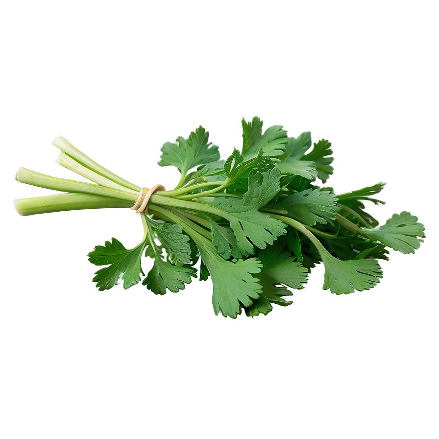 Handful Of Cilantro Png Pxc PNG Image