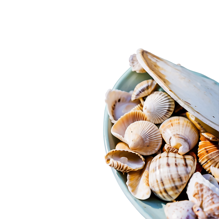 Handpicked Beach Shells Png 3 PNG Image