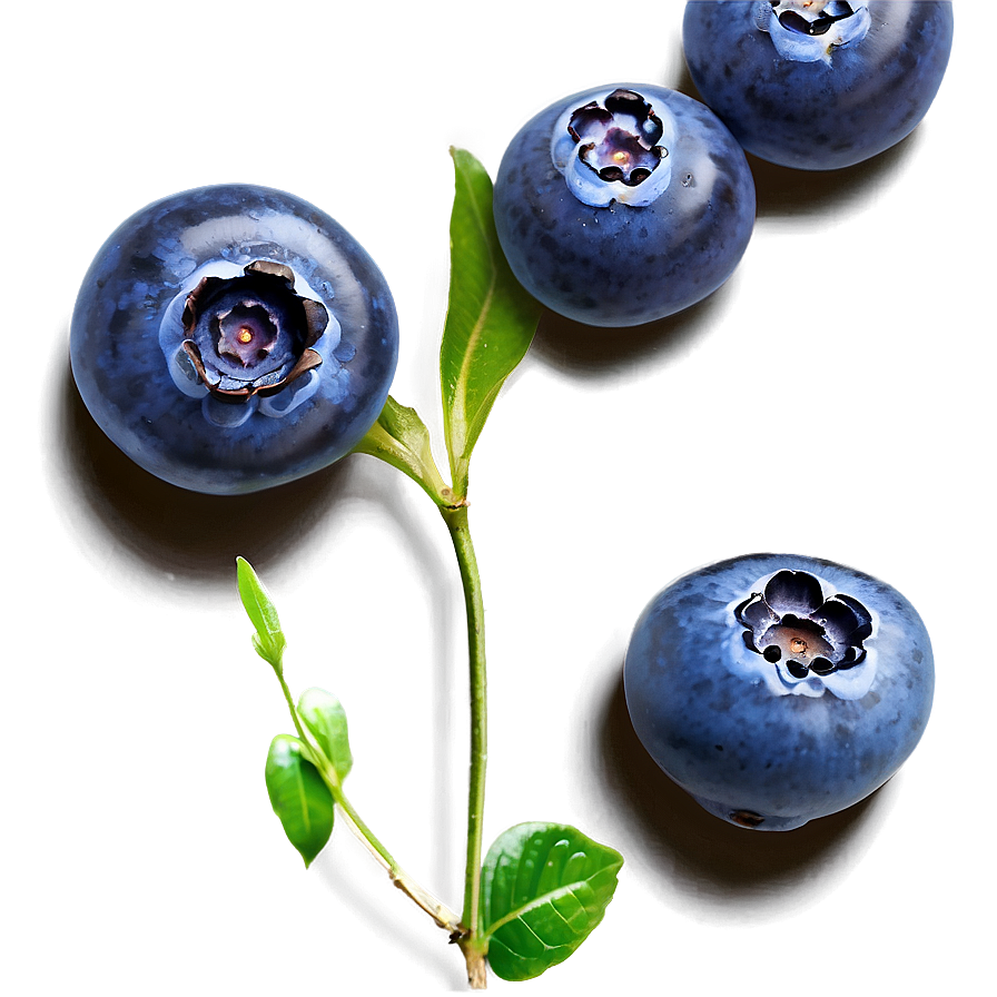 Handpicked Blueberries Png 05242024 PNG Image