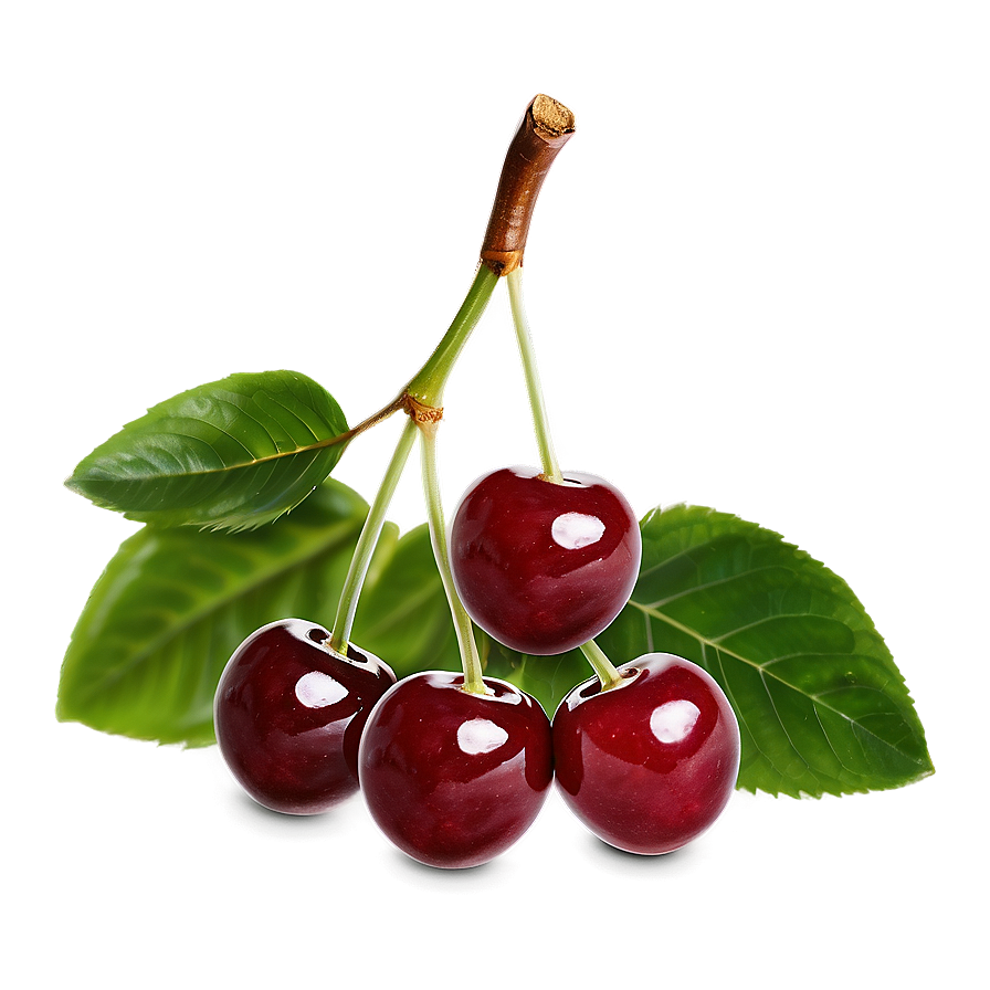 Handpicked Cherries Png 38 PNG Image