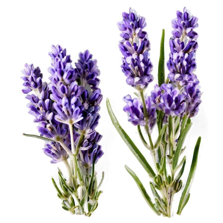 Handpicked Lavender Png Ama PNG Image