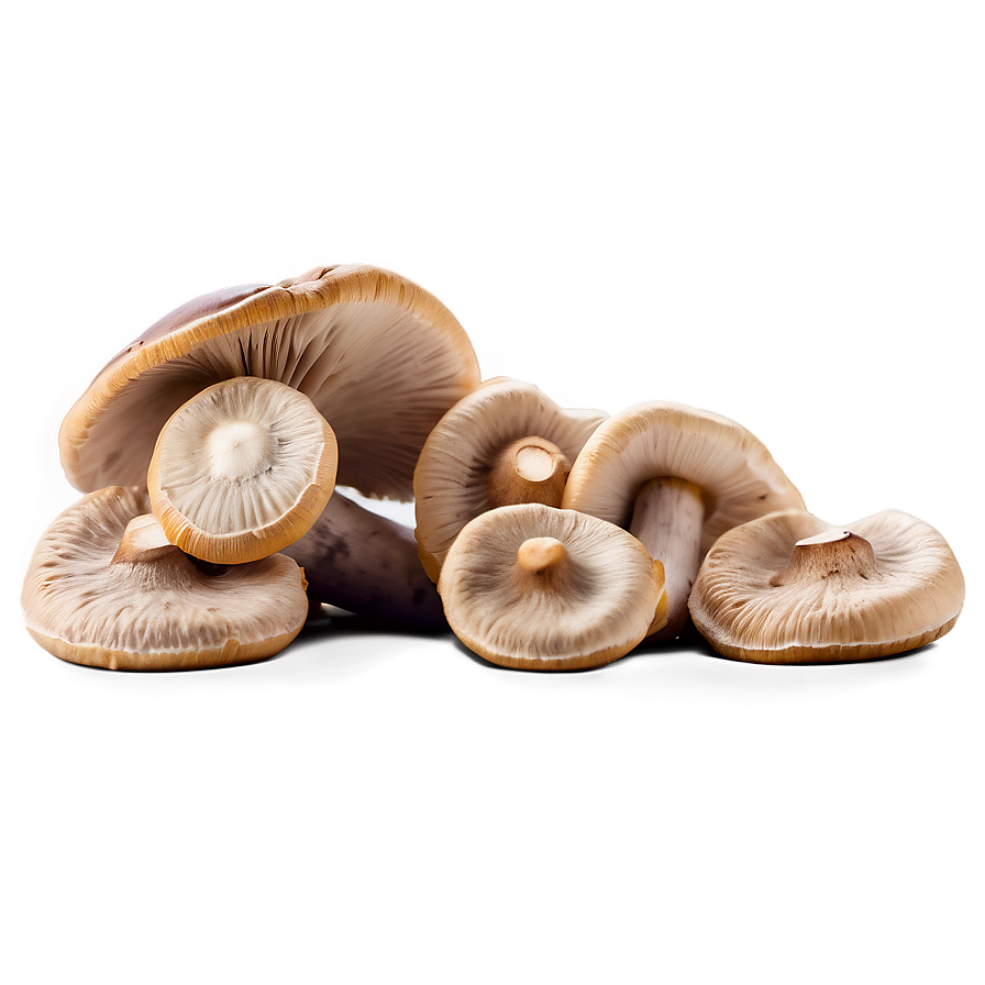 Handpicked Mushrooms Png 98 PNG Image