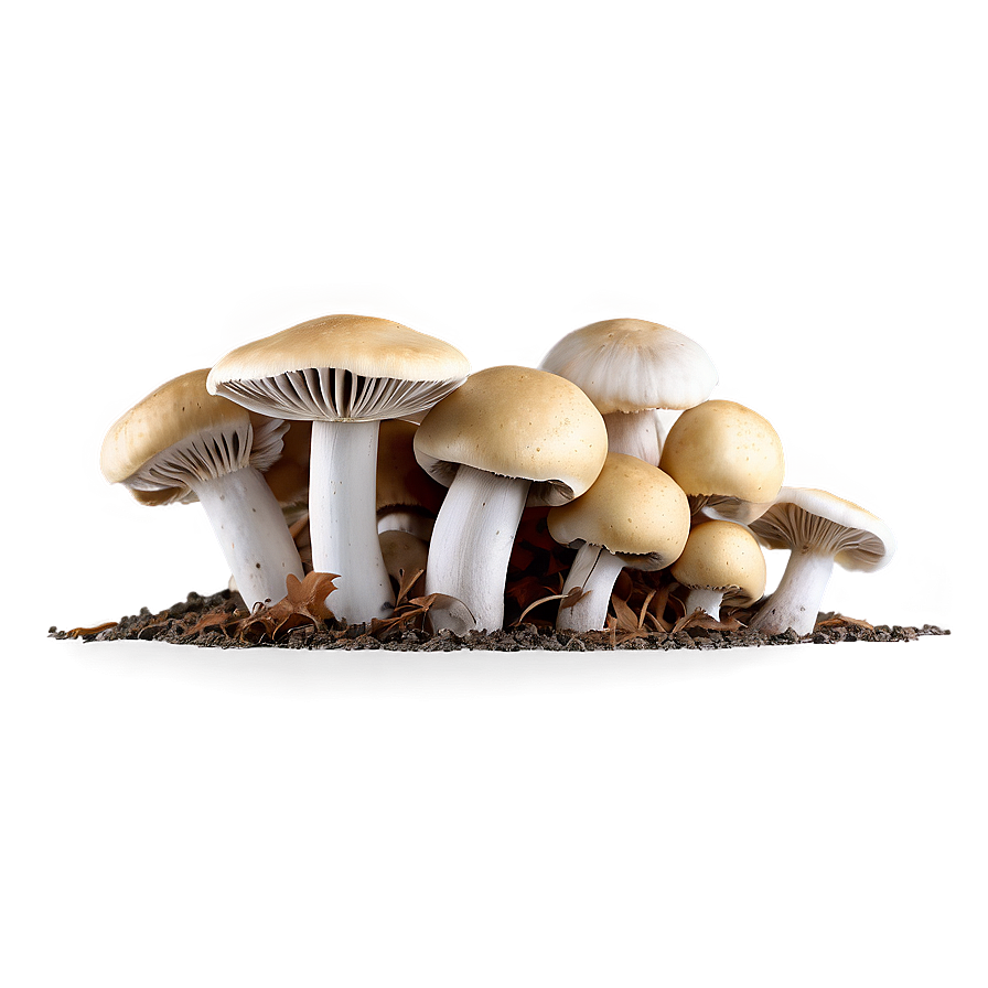 Handpicked Mushrooms Png Jbq PNG Image