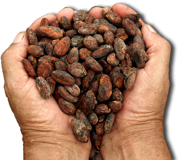 Hands Holding Cacao Beans PNG Image