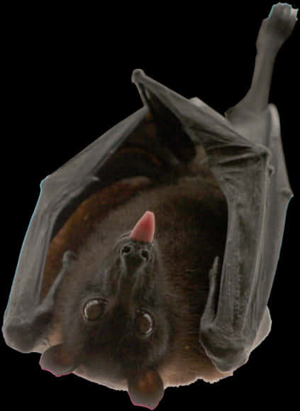 Hanging Bat Black Background.jpg PNG Image