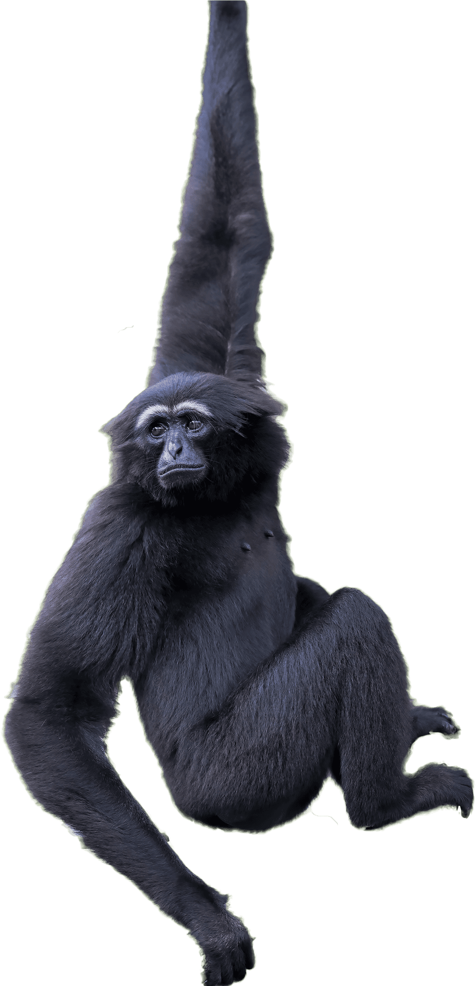 Hanging Black Gorilla PNG Image