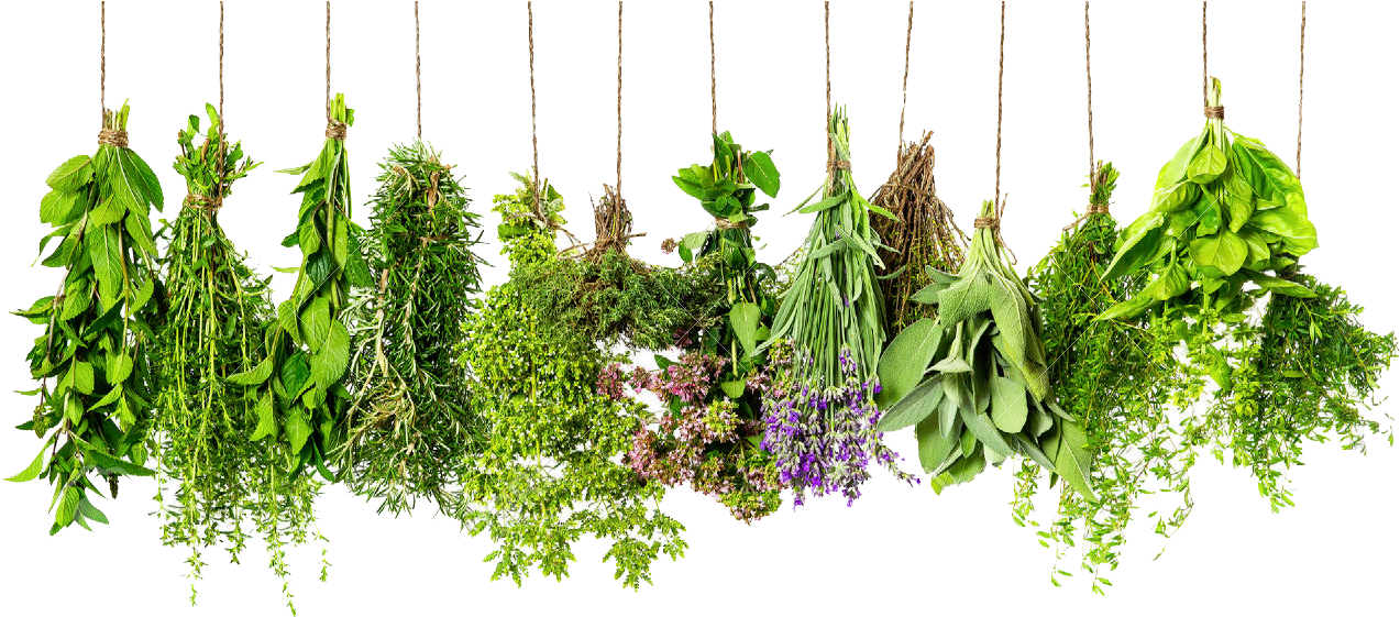 Hanging Fresh Herbs PNG Image