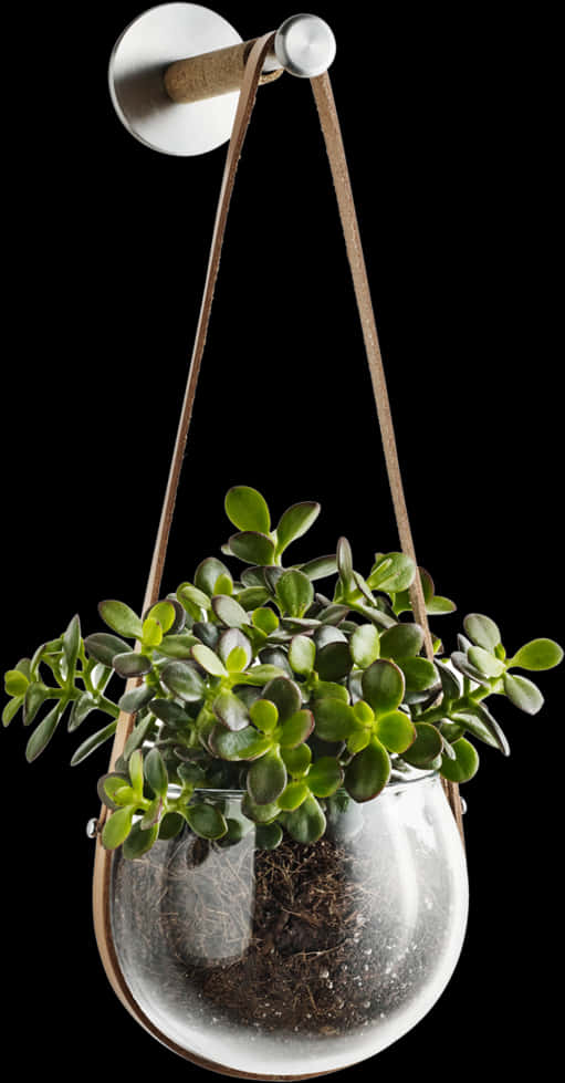 Hanging Glass Terrariumwith Succulent PNG Image