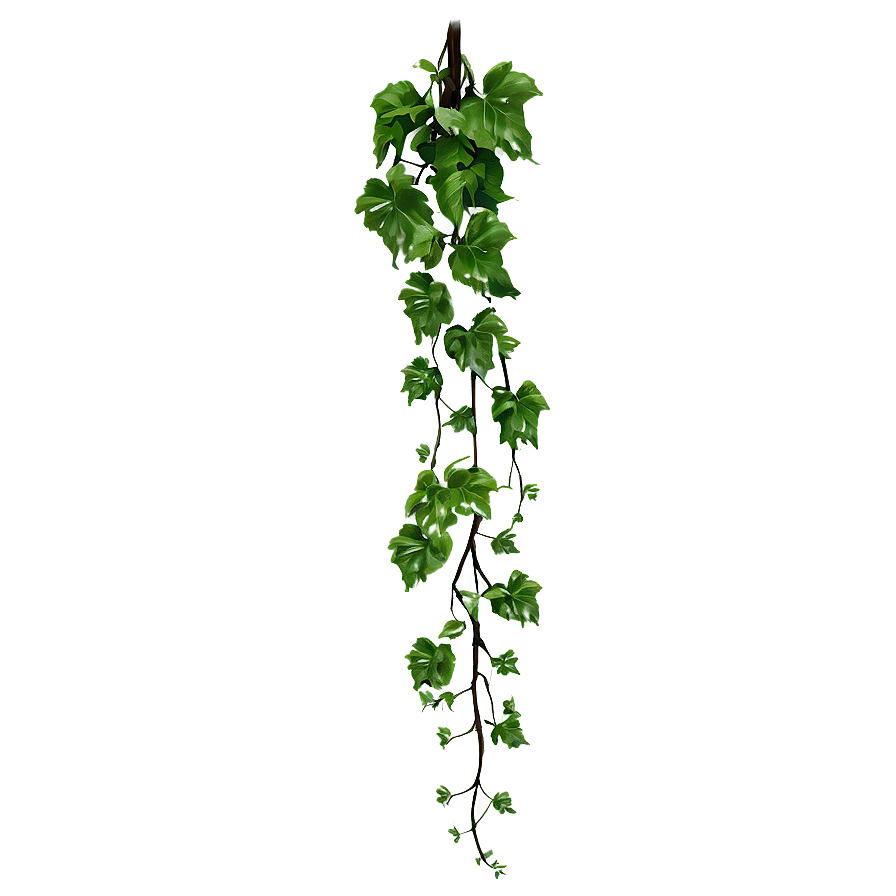 Hanging Green Vine.png PNG Image