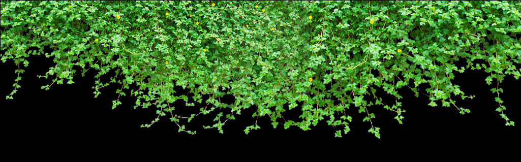 Hanging Green Vines Black Background PNG Image