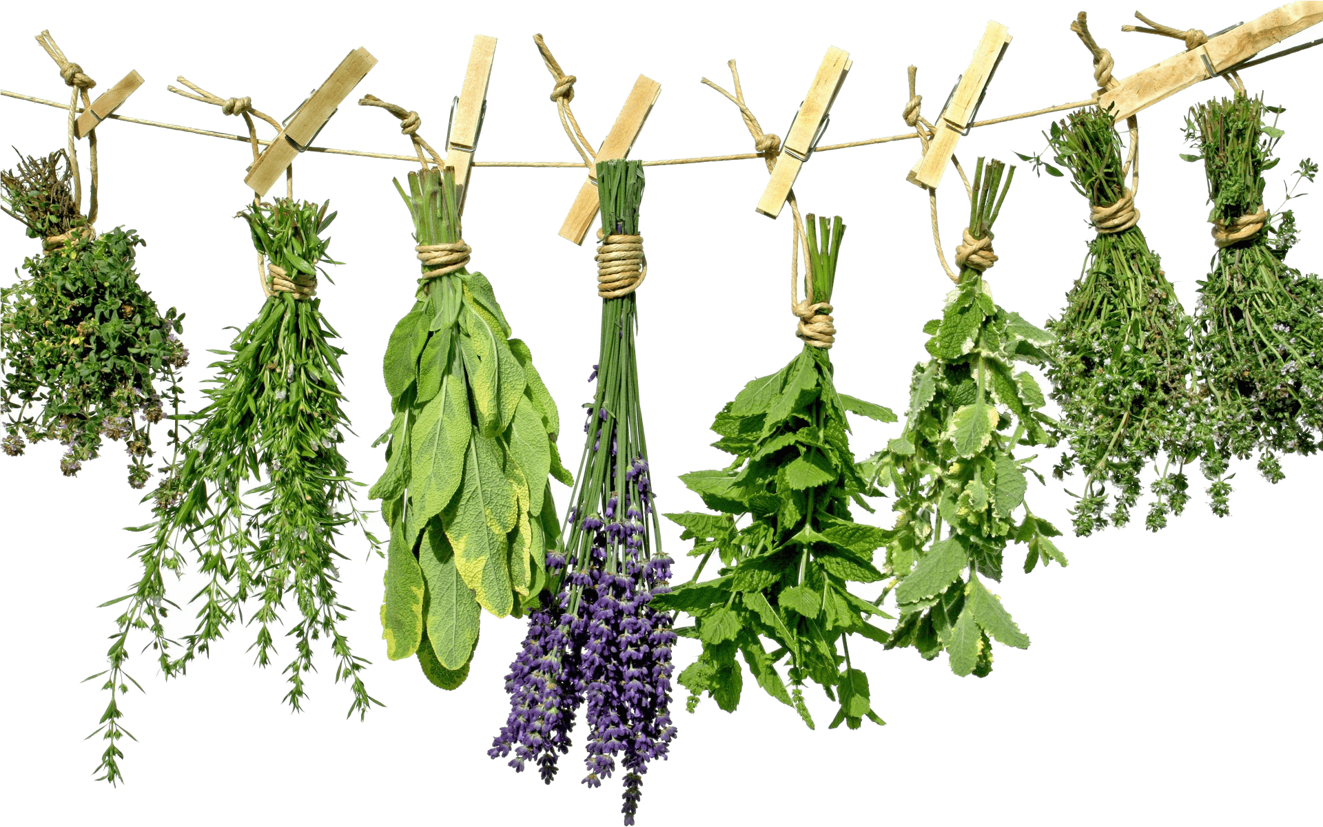 Hanging Herbs Drying Process PNG Image