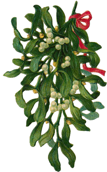 Hanging Mistletoe Bunch.png PNG Image