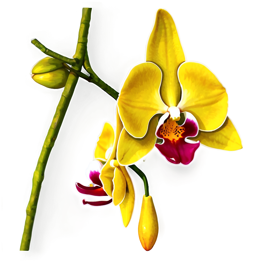 Hanging Orchid Png Cjd13 PNG Image