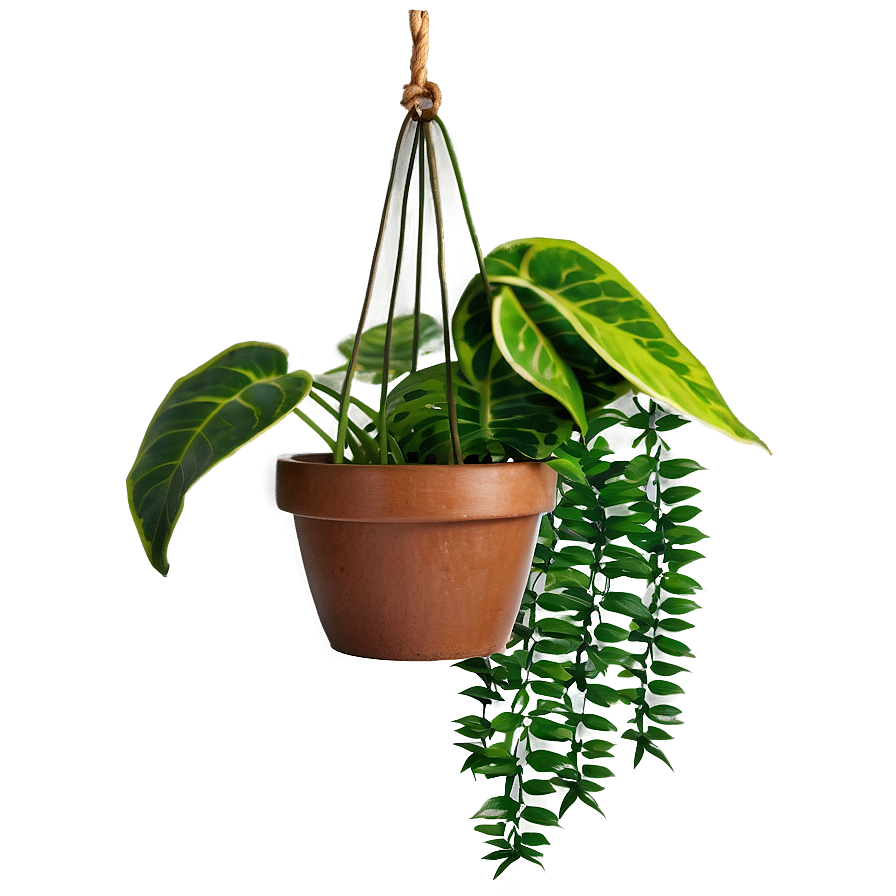 Hanging Plant Png Hjm PNG Image