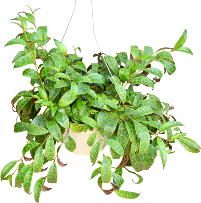 Hanging Pothos Plant PNG Image