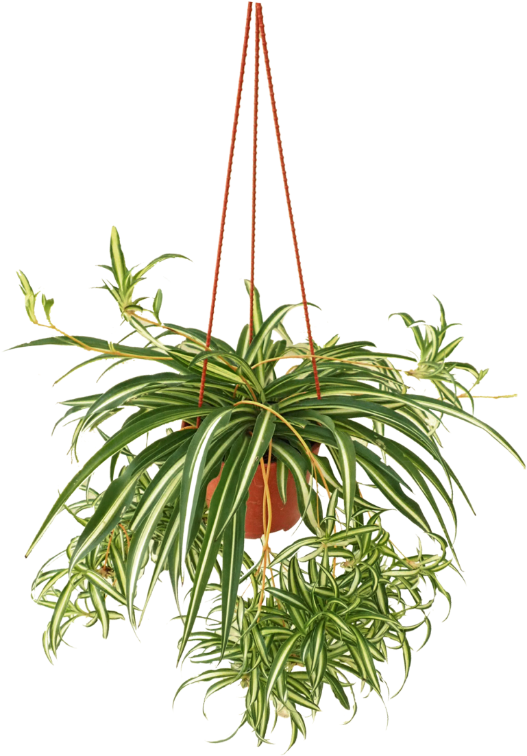 Hanging Spider Plantin Planter PNG Image