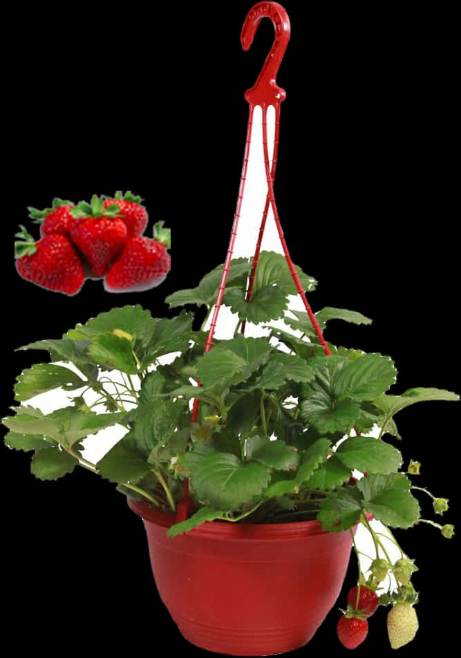 Hanging Strawberry Plant Pot PNG Image