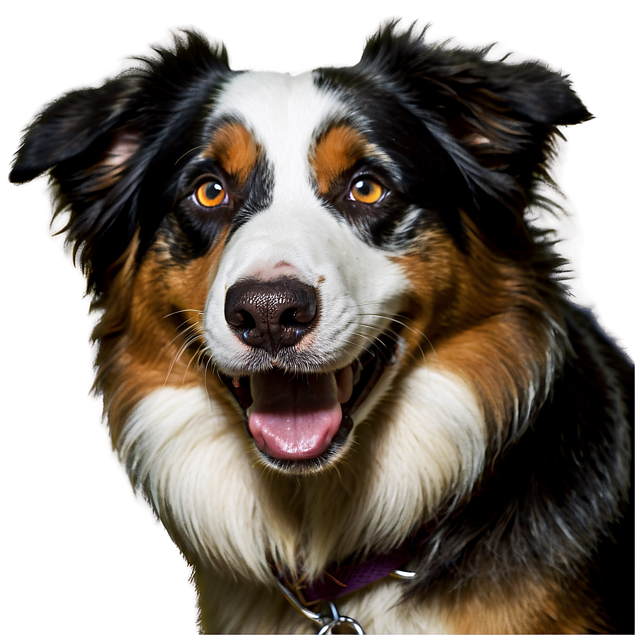 Happy Australian Shepherd Png Mdw PNG Image