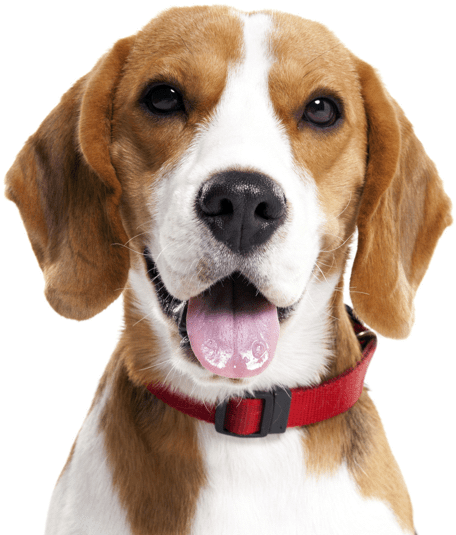 Happy Beagle Portrait PNG Image