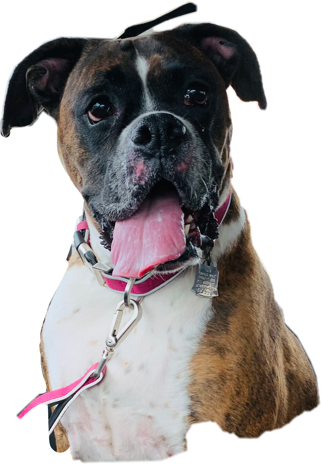 Happy Boxer Dog Portrait PNG Image