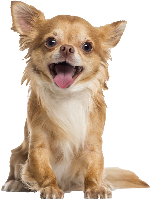 Happy Chihuahua Tongue Out PNG Image