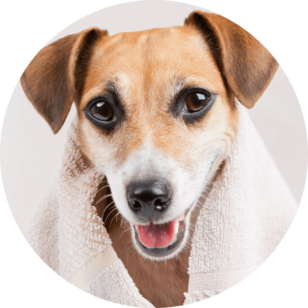 Happy Dog After Bath PNG Image