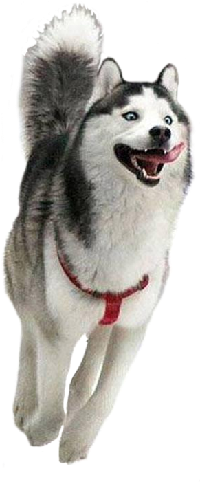 Happy Husky Joyful Run PNG Image