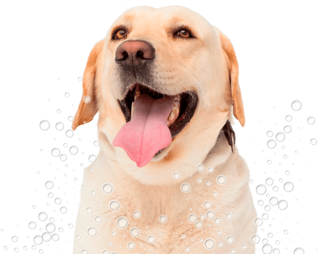 Happy Labrador Bubbles Fun PNG Image