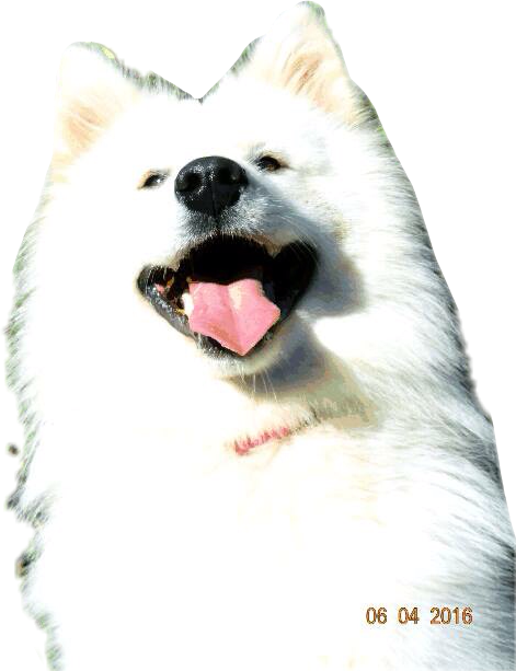 Happy Samoyed Dog Smiling PNG Image