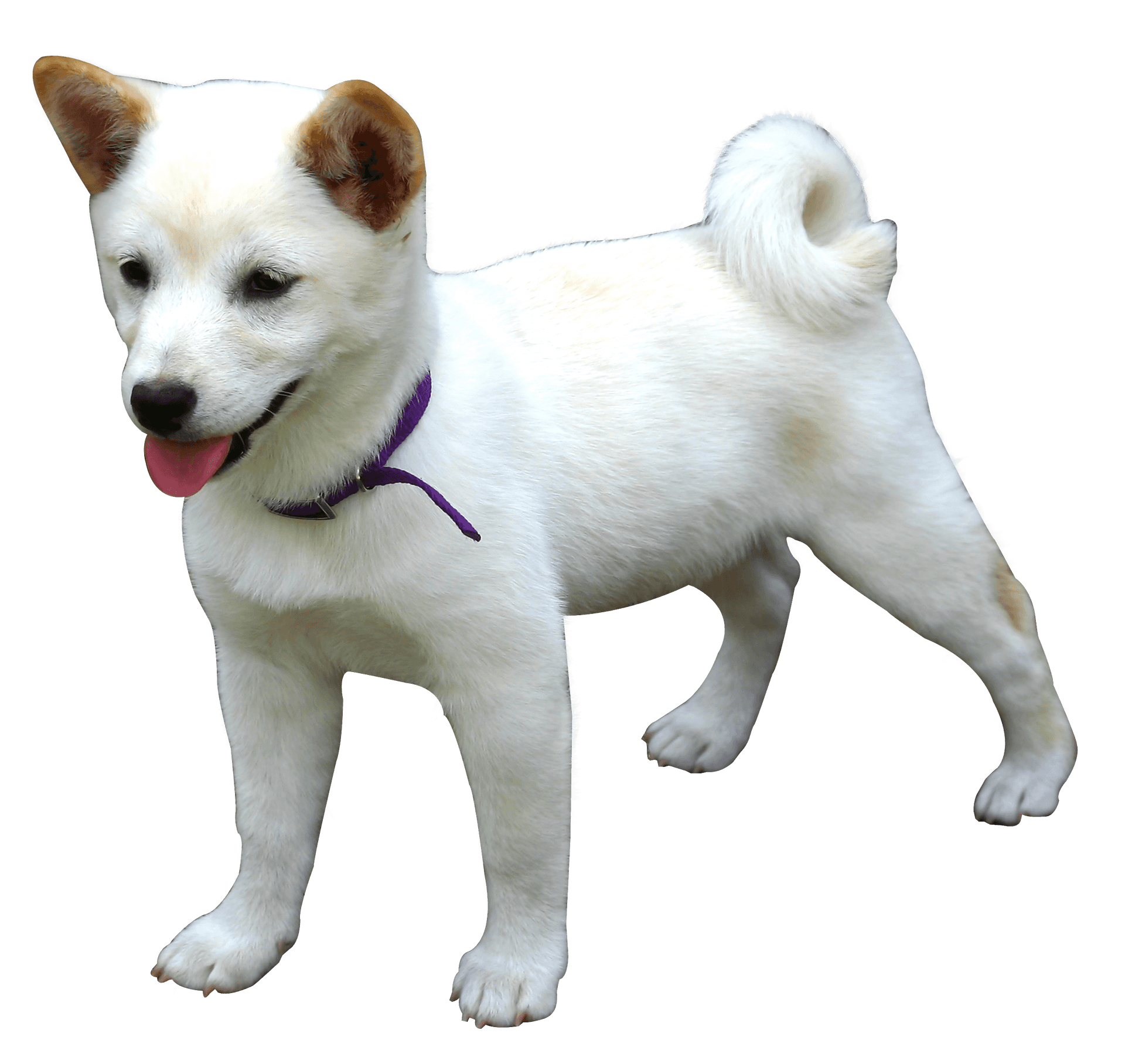 Happy White Dog Purple Collar.png PNG Image