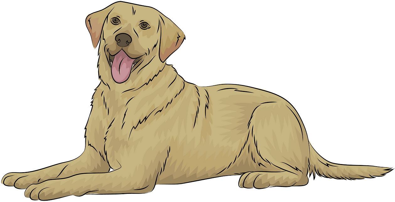 Happy Yellow Labrador Resting.png PNG Image