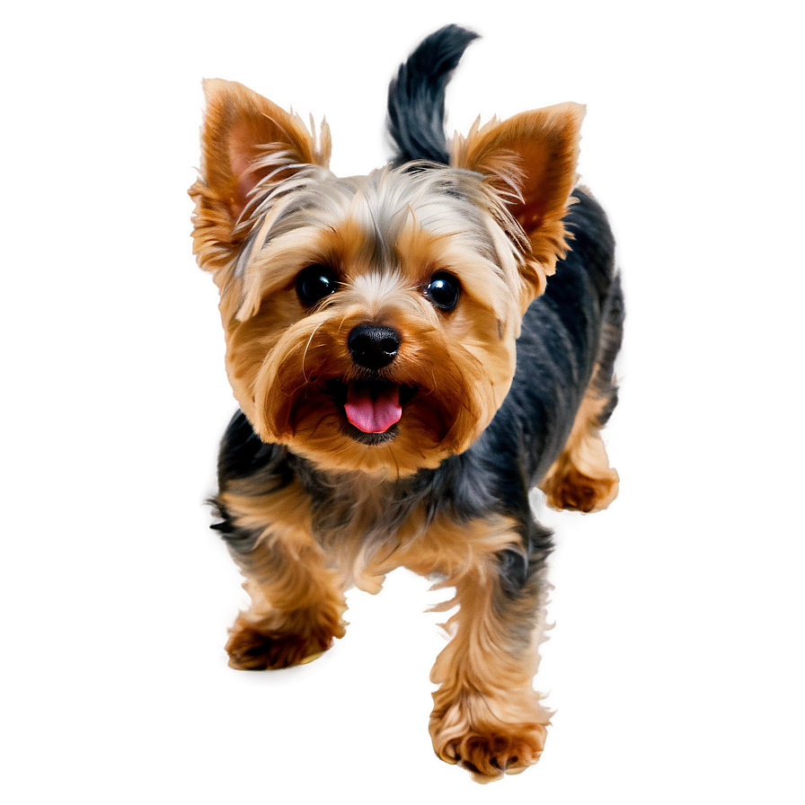 Happy Yorkie Png Mgk PNG Image