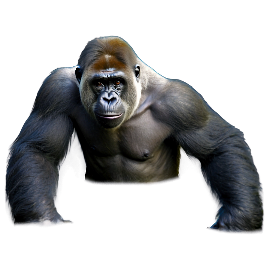 Harambe Wildlife Conservation Png 36 PNG Image