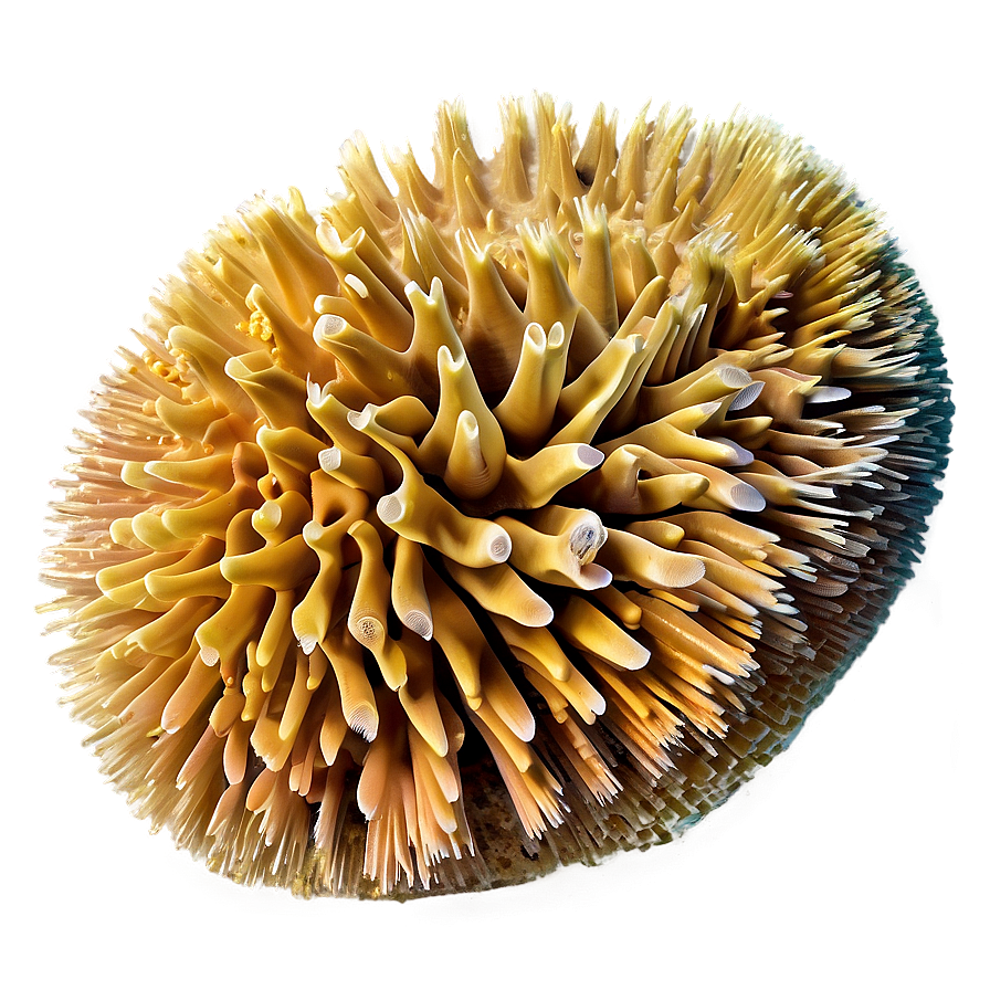 Hard Coral Structure Png 75 PNG Image