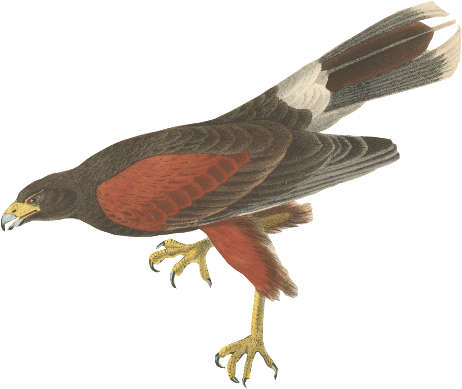 Harris Hawk Illustration PNG Image