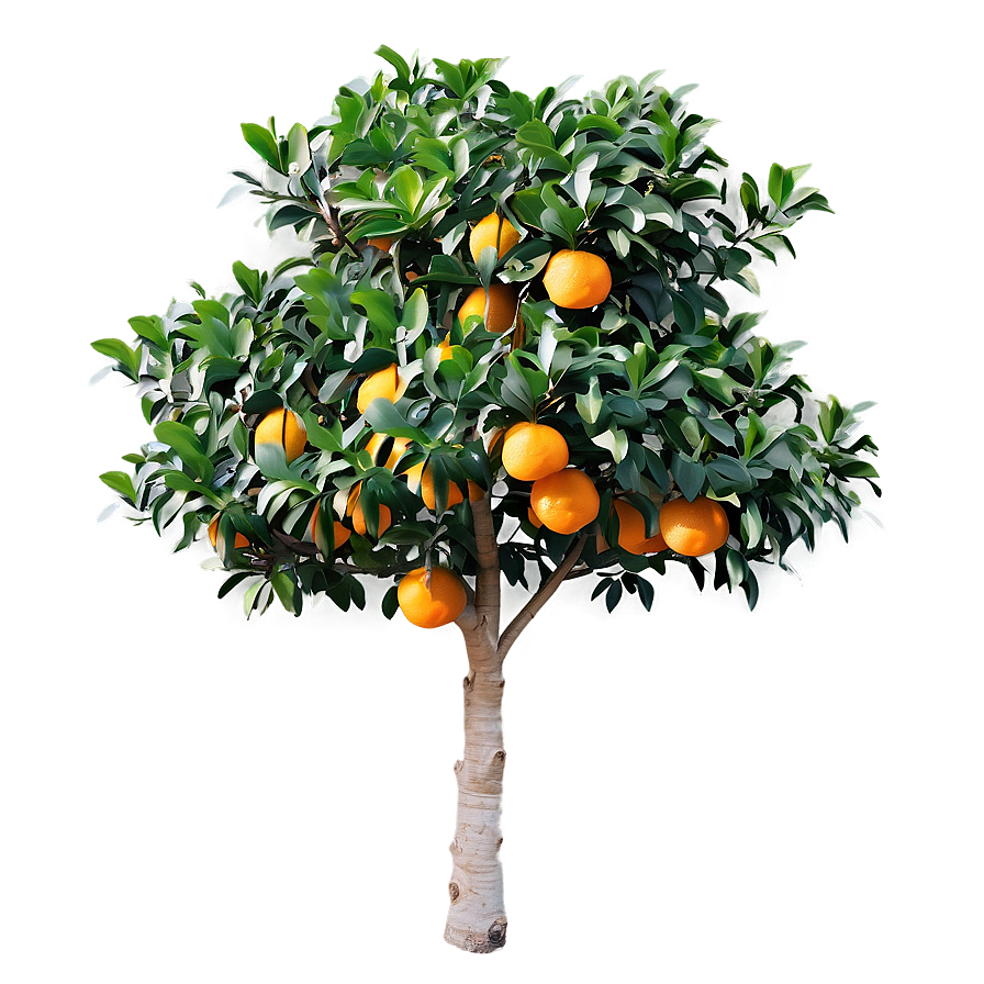 Harvest Ready Orange Tree Png Dfa PNG Image